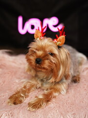 Yorkshire Terrier against a pink fur pillow. Fluffy, cute Yorkshire terrier with bow on his head looks at the camera. Domestic cute dog