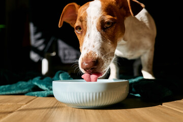 Jack Russell terrier dog drinking milk from bowl on the parquet floor in living room in a sunny day.