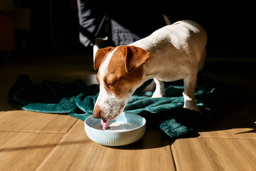Jack Russell terrier dog drinking milk from bowl on the parquet floor in living room in a sunny day.