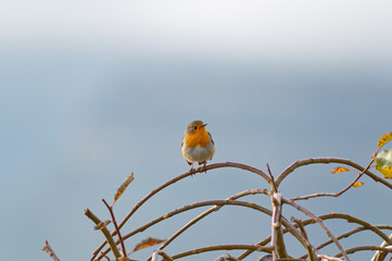 pit roig, european Robin
