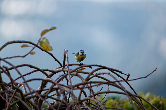 mallerenga blava, eurasian blue tit, herrerillo com&uacute;n