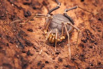 Details of a brown Opillion walking