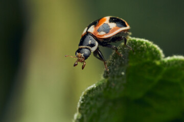 Coccinellidae in their natural habitat