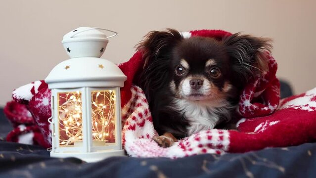 brown chihuahua dog lying on a bed with Christmas cover and lanter with lights