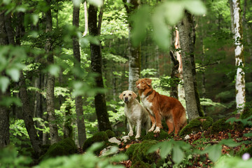A Labrador Retriever and a Nova Scotia Duck Tolling Retriever stand amidst a lush forest. Dog look...
