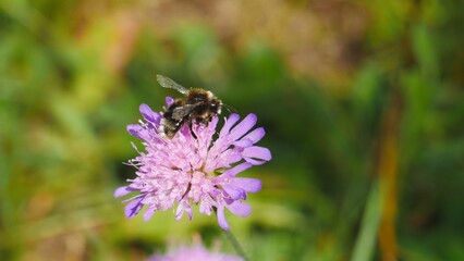 A bumblebee eats nectar on a wildflower.