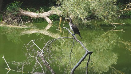 A cormorant sits on a dry tree above the river.