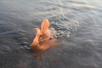 A closeup of an orange hibiscus blossom stuck in the tidal waters of a Bali, Indonesia beach