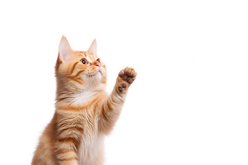 Funny cat giving high five, isolated on white
 - obrazy, fototapety, plakaty