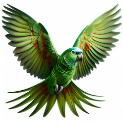 green parrot, loro verde, зеленый попугай, burung beo hijau, pappagallo verde, isolated White background