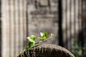 Efeu Spross auf einem Grabstein auf einem jüdischen Friedhof, unschafer Hintergrund