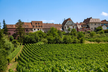Fototapeta na wymiar Weinberge in einem Dorf im Elsaß, Frankreich