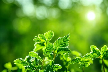 Green leaves background concept.