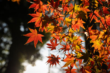 秋の紅葉・モミジ