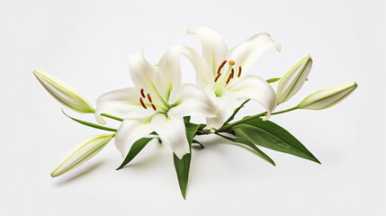 Fototapeta na wymiar White lily flower isolated on white background