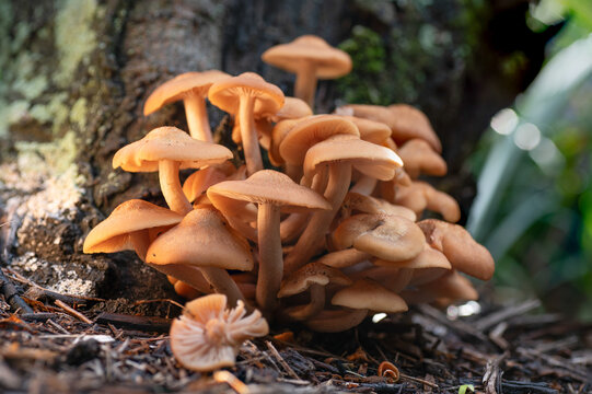 Armillaria tabescens is a parasitic mushroom that grows in clusters on weak and susceptible trees.