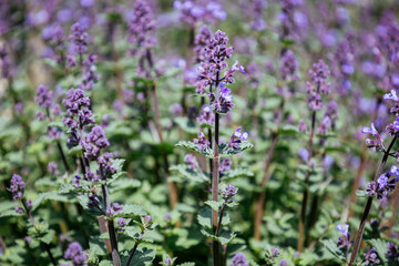 Obraz premium Blossom of bright dwarf catnip in spring. Nepeta racemosa. Violet flowers. Honey plant. Natural beauty of spring flower. Raceme catnip from the mint family Lamiaceae. Seasonal wallpaper for design.