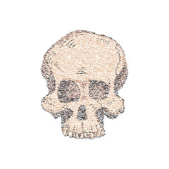 human skull isolated on white