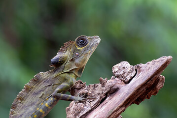 Boyd forest dragon lizard on a tree