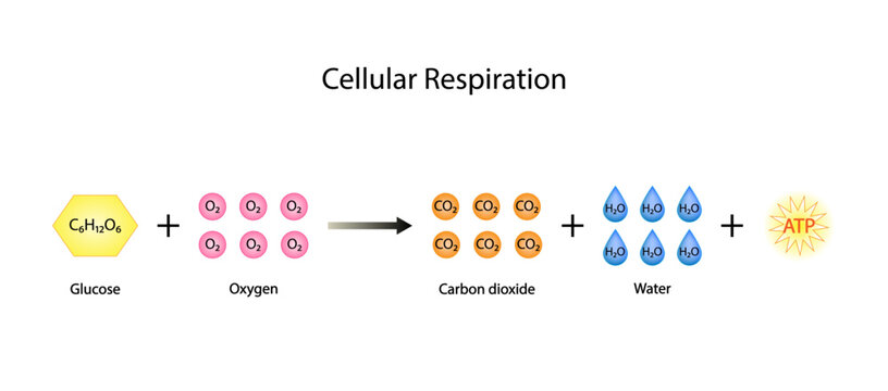 Cellular Respiration Equation. Metabolic reactions. Biology Education. Vector illustration.
