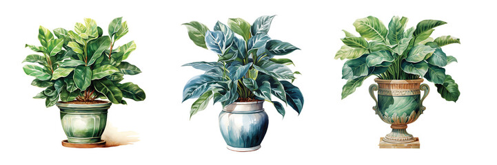 Watercolor Tropical Plant, png transparent - obrazy, fototapety, plakaty