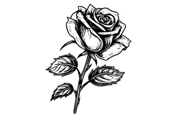 Rose flower hand drawn ink sketch. Engraving style vector illustration.