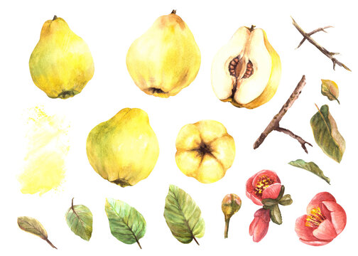 Hand painted watercolor set of quince whole and cut fruits, leaves, buds, flowers with branches with yellow splashes. Clipart illustration for sticker, food or drink label. Isolated white background.