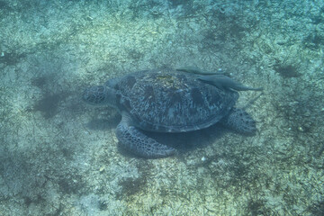 Fototapeta na wymiar Huge green turtle swimming in the Red sea of Egypt