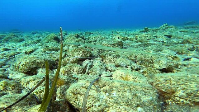 Cornet fish of species fistularia swimming over the bottom of the Mediterranean Sea by the coast of Turkey