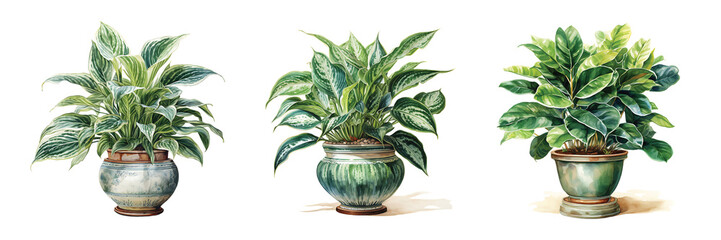 Watercolor Tropical Plant, png transparent
