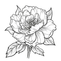 Hand-drawn peony flower isolated on a white background. Vector illustration in sketch style.	