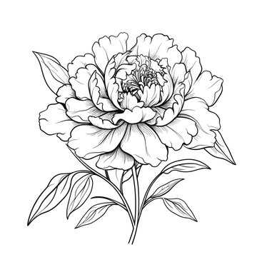 Hand-drawn peony flower isolated on a white background. Vector illustration in sketch style.	