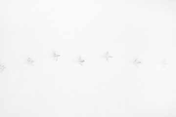 Bird tracks in the snow. Background with copy space for text - obrazy, fototapety, plakaty