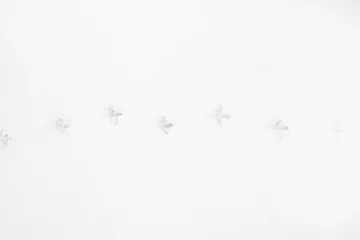 Foto op Canvas Bird tracks in the snow. Background with copy space for text © Mykola