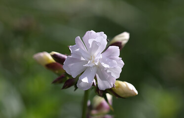 Soapwort, Saponaria officinalis, also known as crow soap, wild sweet William or soapweed, wild...