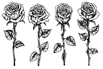 Set of rose flower hand drawn ink sketch. Engraving style vector illustration. - obrazy, fototapety, plakaty