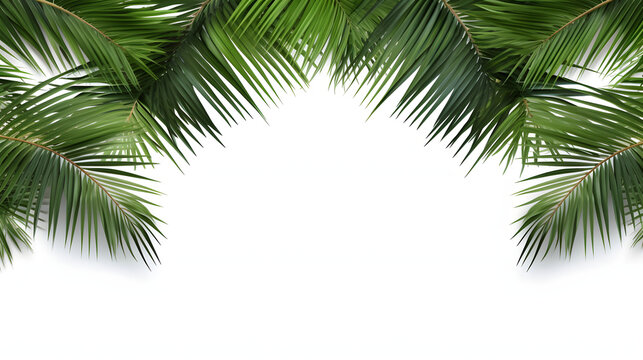 Palm leaf trees cut out backgrounds 3d illustration png file