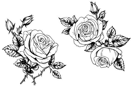 Set of rose flower hand drawn ink sketch. Engraving style vector illustration