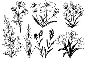 Hand drawn ink sketch of meadow wild flower set. Engraved style vector illustration - obrazy, fototapety, plakaty