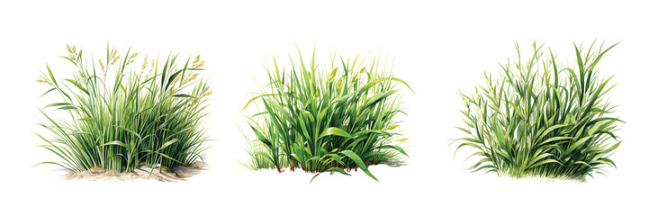 Obraz premium Watercolor Set Green Grass, png illustration