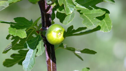 fig on a tree