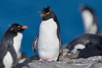 Rockhopper Penguins (Eudyptes chrysocome) at their colony on the coast of Bleaker Island in the...