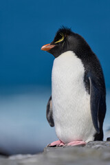 Rockhopper Penguins (Eudyptes chrysocome) at their colony on the coast of Bleaker Island in the Falkland Islands