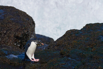 Rockhopper Penguin (Eudyptes chrysocome) coming ashore on the rocky cliffs of Bleaker Island in the...