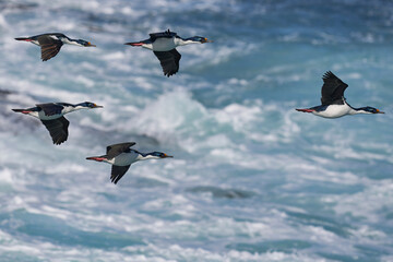 King Cormorant (Phalacrocorax atriceps albiventer) flying along the coast of Bleaker Island on the Falkland Islands. 