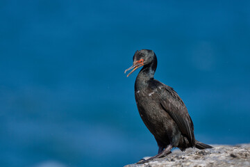 Young Rock Shag (Phalacrocorax magellanicus) standing on the coast of Bleaker Island in the...