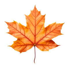 Fototapeta premium Maple Autumn Leaf isolated on transparent background Generative AI