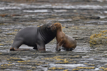 Large male Southern Sea Lion (Otaria flavescens) courting a young female on the coast of Bleaker Island in the Falkland Islands.