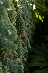 Close-up of green donkey's tail succulent with purple flowers