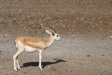 Antilope auf der Insel Sir Bani Yas